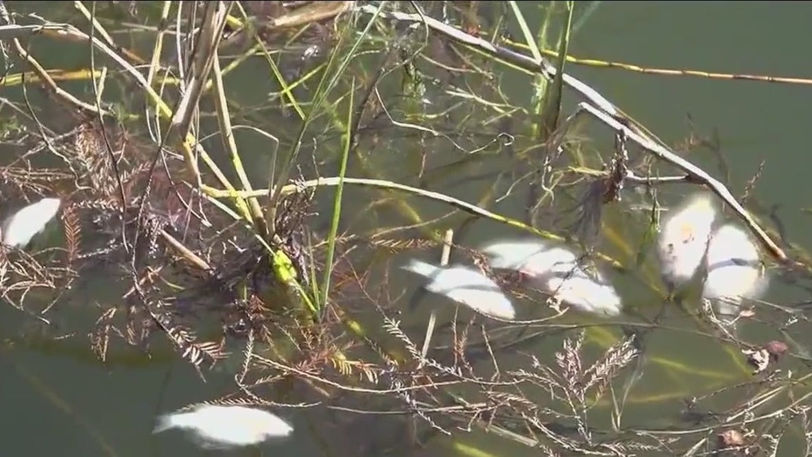 FWC investigates after dead fish wash ashore in Lake Eustis